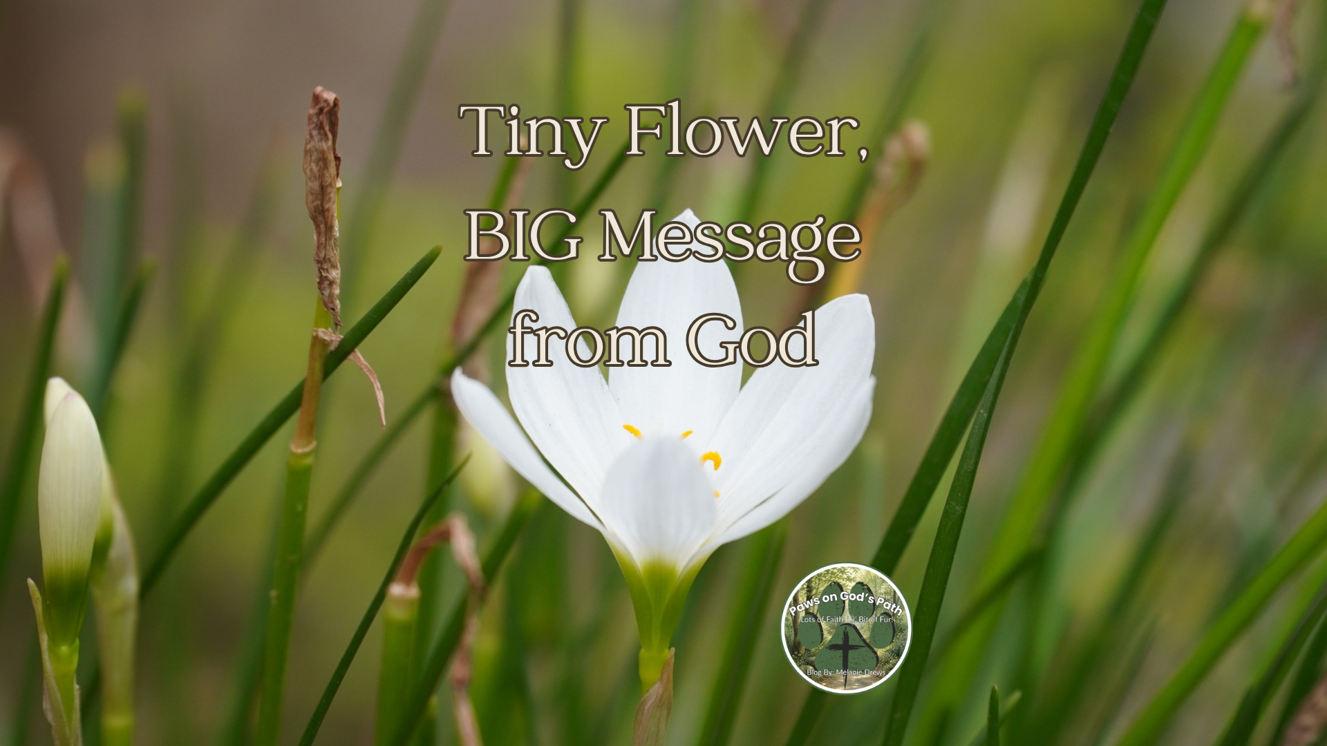 Tiny Flower, Big Message from God